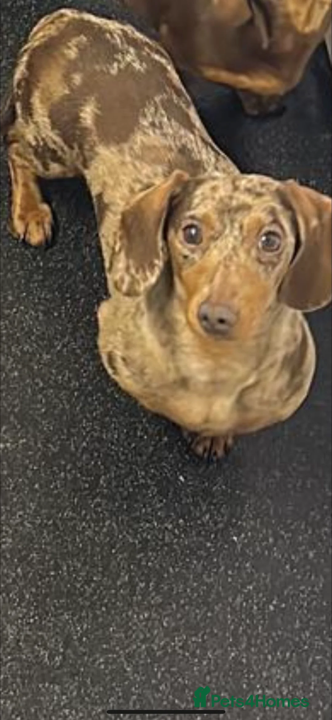 Miniature Dachshund dogs for stud: FOR STUD KC REG MINI DACHSHUND  - Advert 2