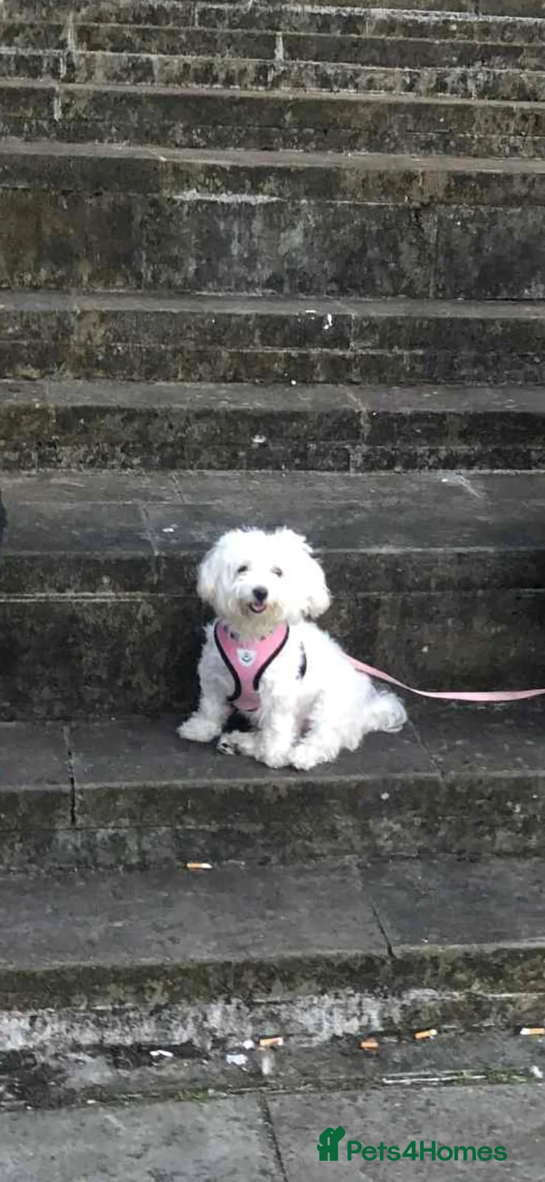 Maltese dogs for sale: 5 years old Sisi Maltese  - Advert 2