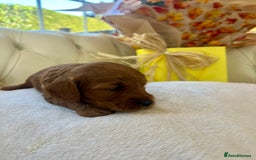Cockapoo dogs for sale: 4⭐️Licensed F1b Cockapoos Exceptionally Bred - Image 19