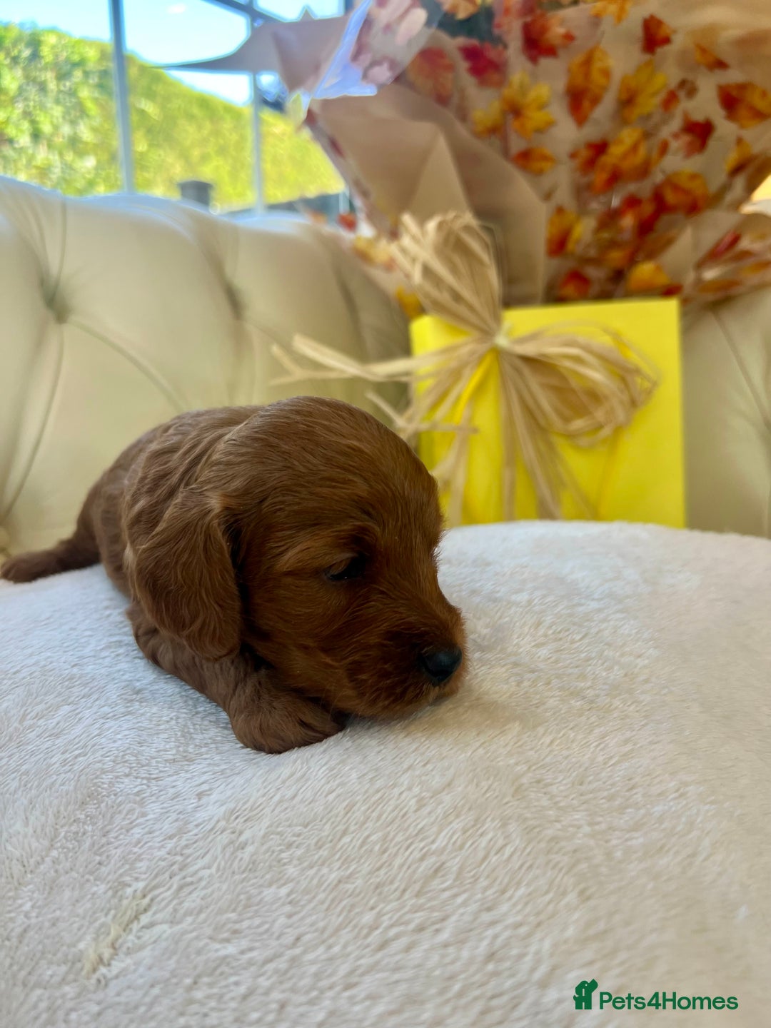 Cockapoo dogs for sale: 4⭐️Licensed F1b Cockapoos Exceptionally Bred - Image 19
