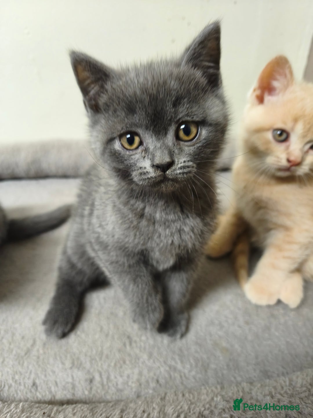 British Shorthair cats for sale: British Shorthair Kittens Imported Parents  - Advert 37