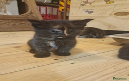 Maine Coon cats for sale: Beautiful Mainecoon X  9 kittens  - Image 28