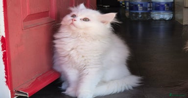 Mixed Breed cats - Advert 16