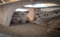 British Shorthair cats for sale: 🩶🐈🐾 Stunning BSH Kittens 🩶🐈🐾 - Image 33