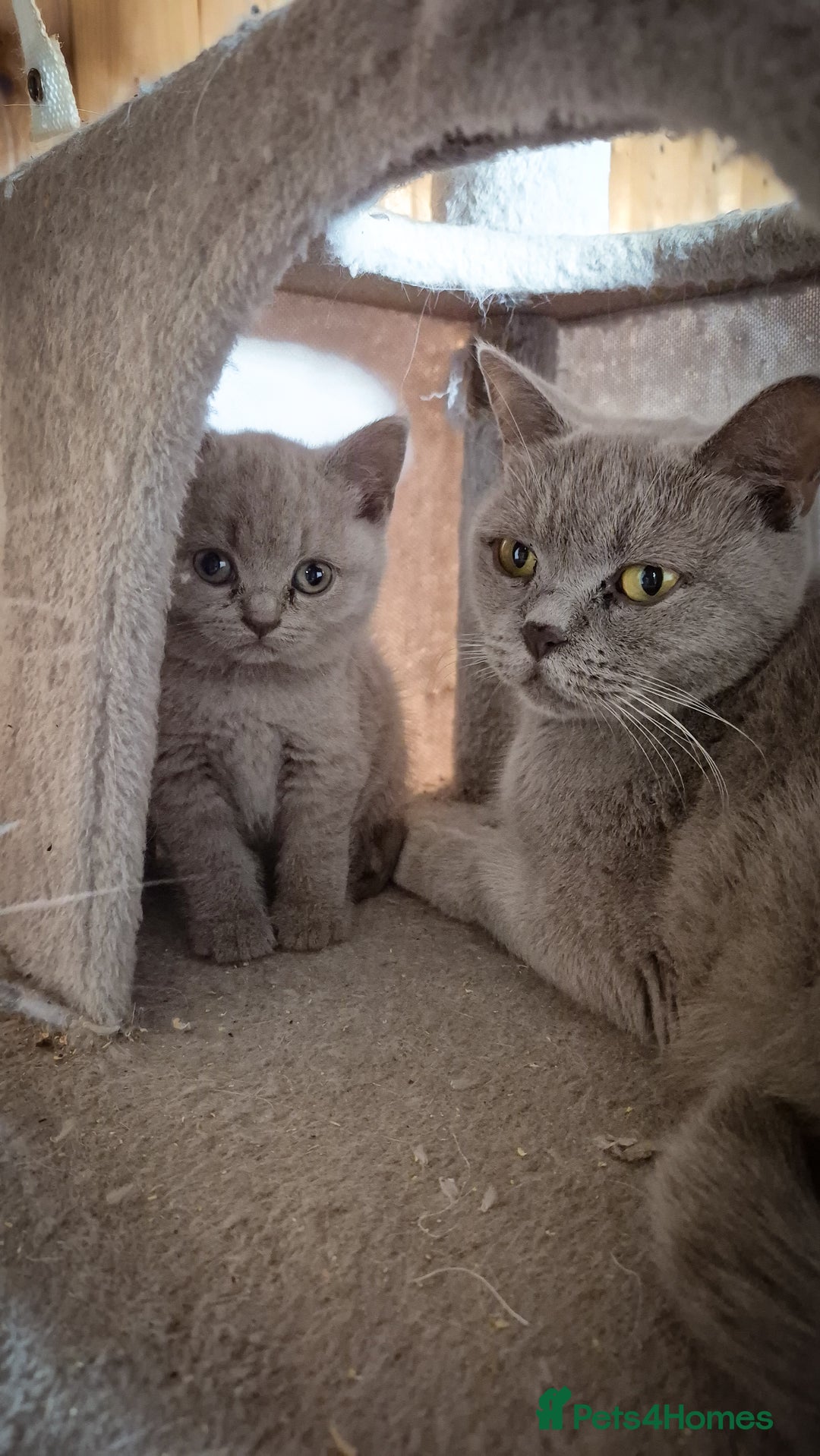 British Shorthair cats for sale: 🩶🐈🐾 Stunning BSH Kittens 🩶🐈🐾 - Image 33