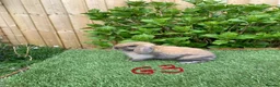 Mini Lop rabbits for sale: Pure bred mini lop baby Rabbits. - Advert 5