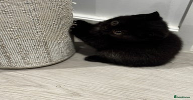 British Shorthair cats - Advert 16