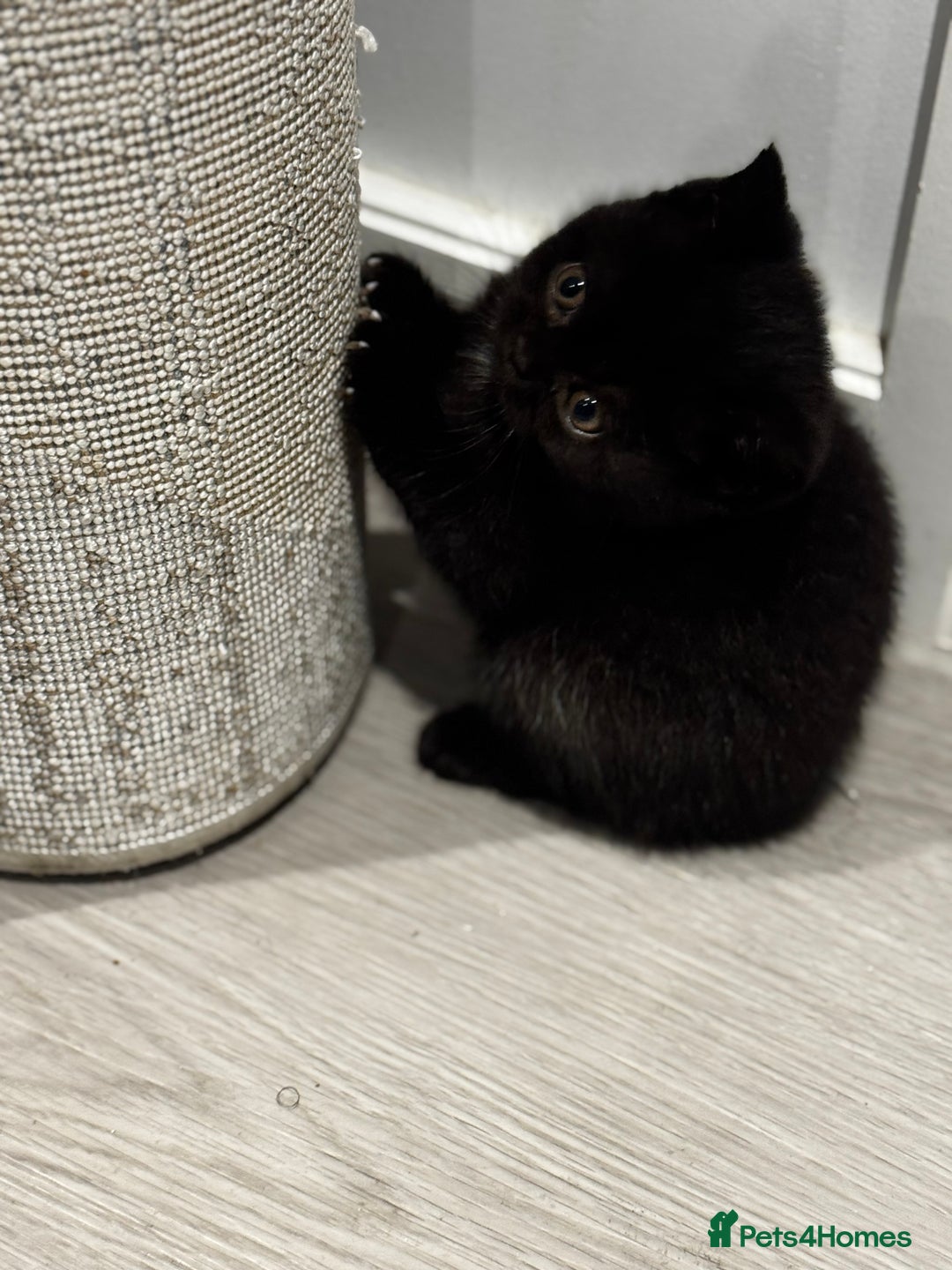 British Shorthair cats for sale: 🏡 Pedigree British Shorthair Kittens  🐾 - Image 3