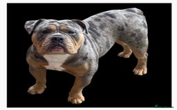 Olde English Bulldogge dogs for stud: Dobby blue merle - Image 4
