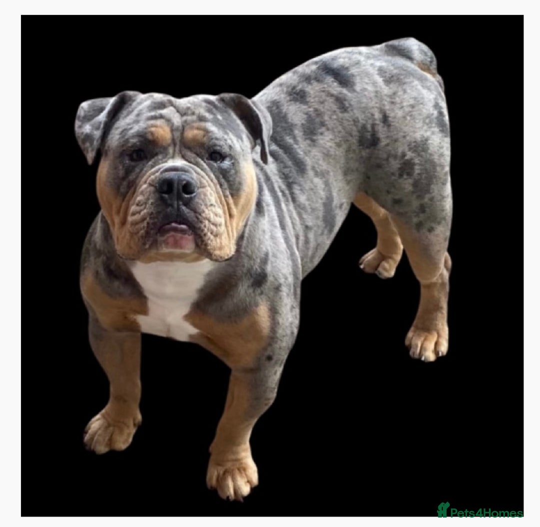 Olde English Bulldogge dogs for stud: Dobby blue merle - Image 4