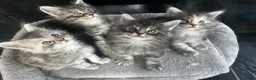 Maine Coon cats for sale: 4 Maine Coon Kittens left due to time wasters  - Advert 4