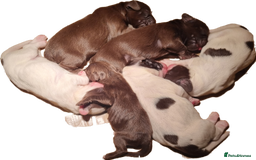 Sprocker dogs for sale: 6 gorgeous sprocket puppies  - Image 1
