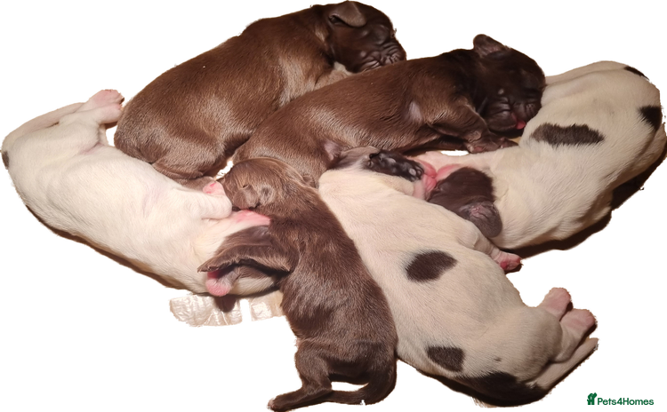 Sprocker dogs - Advert 8