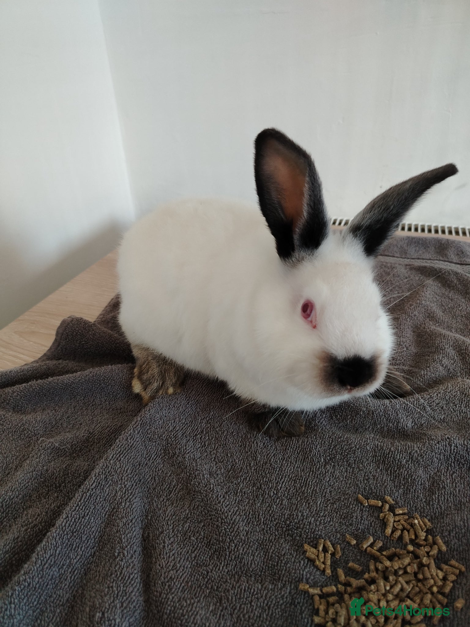 Californian rabbits White Californian Rabbits – Ready NOW - Advert 3
