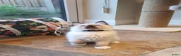 Ragdoll cats for sale: 💕Beautiful GCCF Registered Ragdoll Kittens. - Advert 40