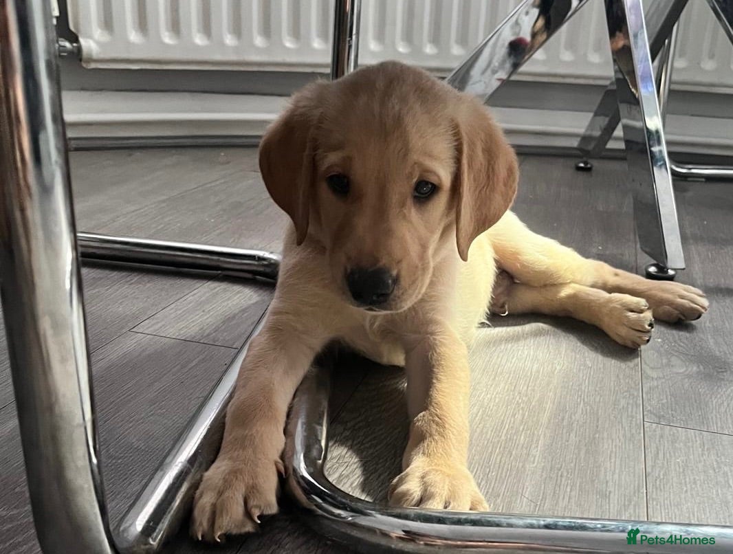 Labrador Retriever dogs Ready now! Adorable KC Labrador Puppies - Advert 2