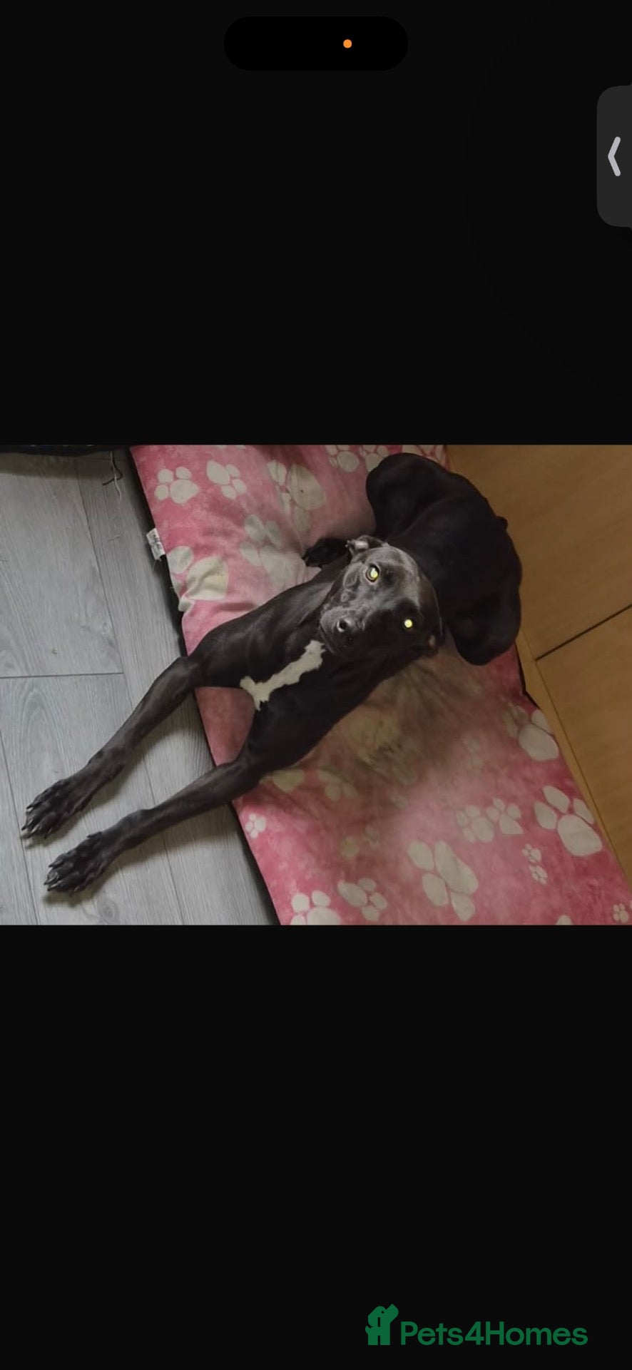 Mixed Breed dogs for sale: Whippet x deerhound x saluki x greyhound - Advert 1
