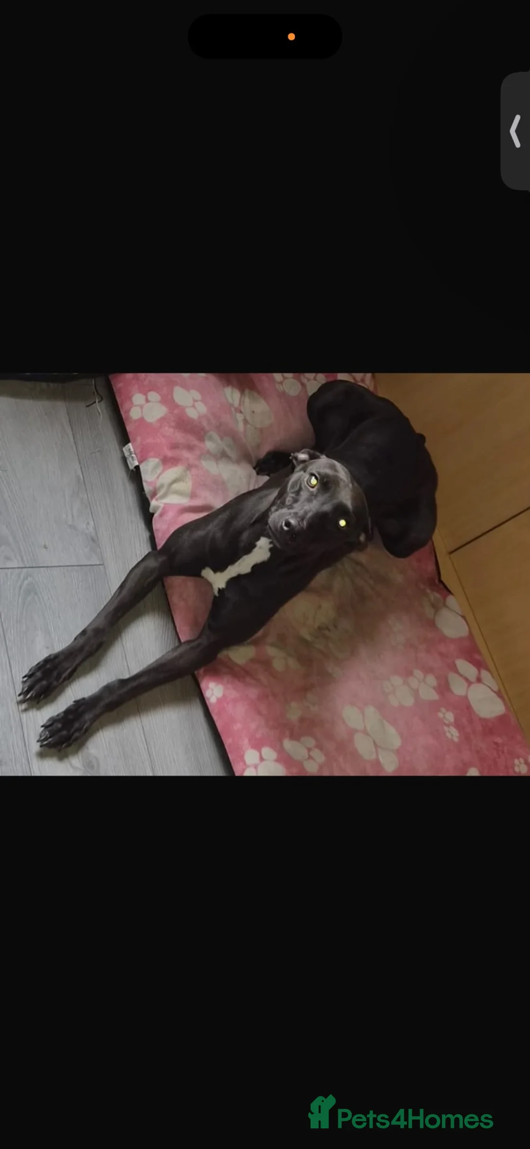 Mixed Breed dogs for sale: Whippet x deerhound x saluki x greyhound - Advert 1