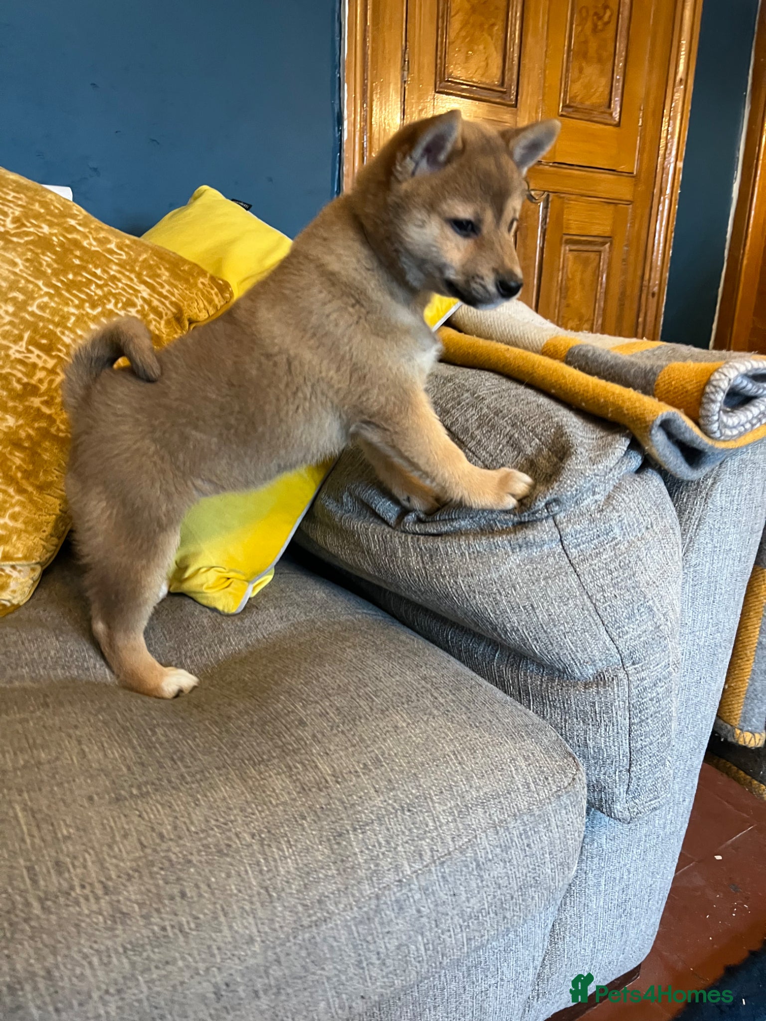 Japanese Shiba Inu dogs Pure bred Shiba Inu Puppies - Advert 2