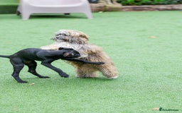 Mixed Breed dogs for adoption: Gilbert the hypoallergenic dog - Image 8