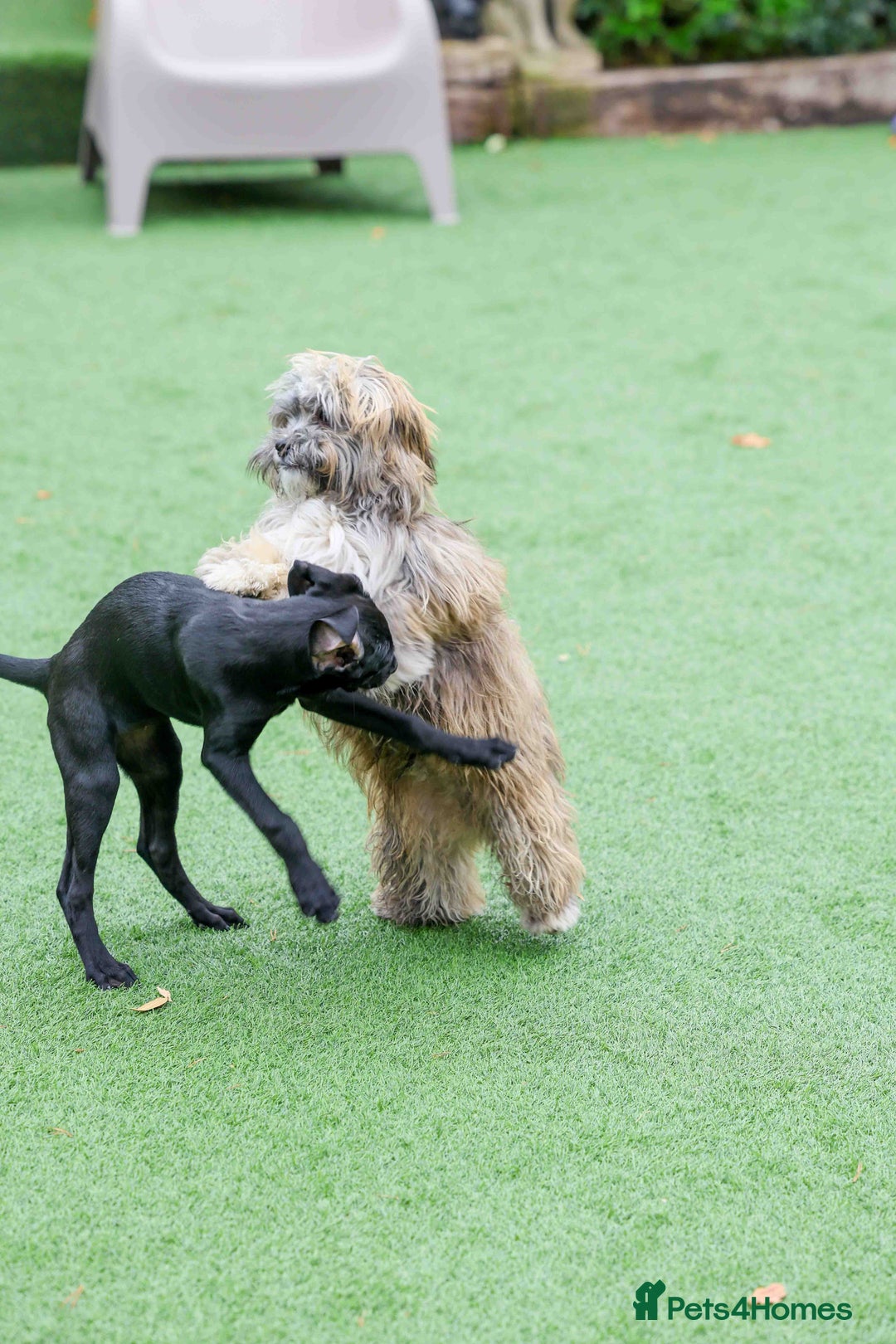 Mixed Breed dogs for adoption: Gilbert the hypoallergenic dog - Image 8