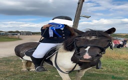 Welsh Section A horses for sale: Missing Gem tobiano mare - Image 2