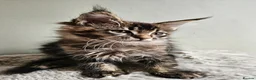 Maine Coon cats for sale: Stunning Maine Coon kittens  - Advert 10