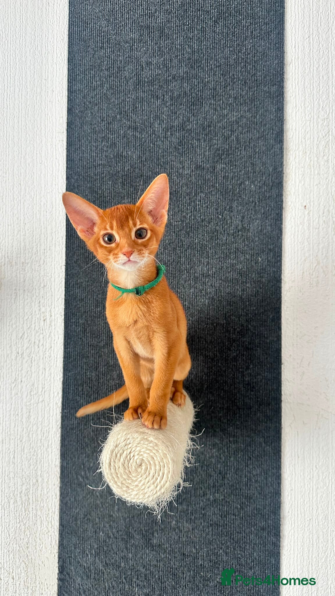 Abyssinian cats Abyssinian kittens  - Advert 5