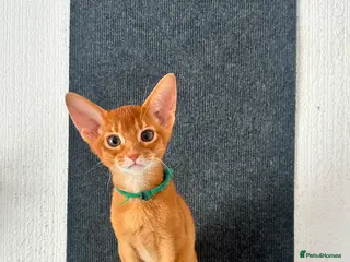 Abyssinian cats Abyssinian kittens - Advert 5