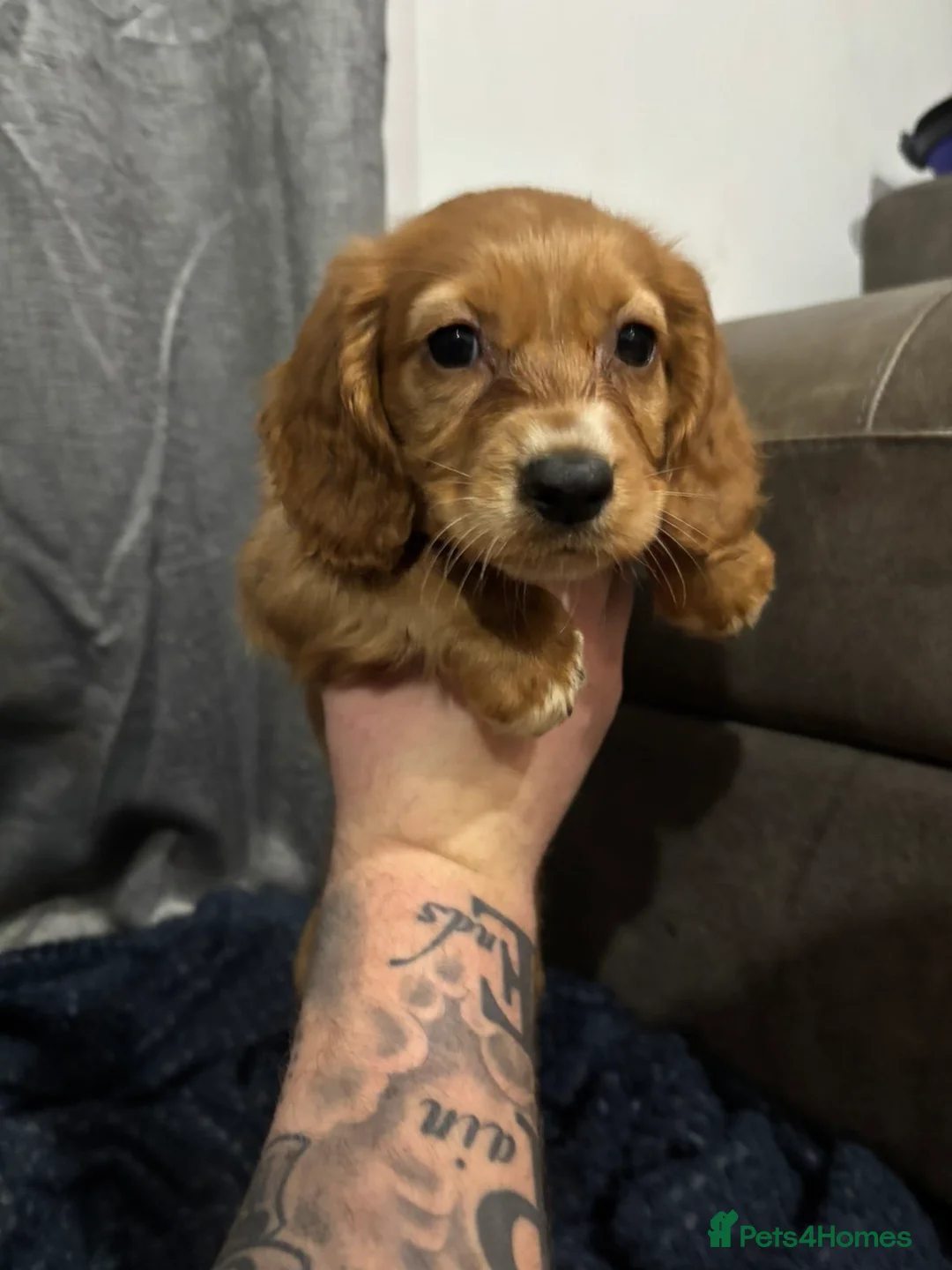 Cocker Spaniel dogs for sale: Purebred female cocker spaniel  - Advert 1