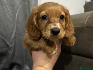 Cocker Spaniel dogs Purebred female cocker spaniel - Advert 2
