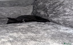 Mixed Breed cats for sale: Kitten for re homing £25 - Image 1