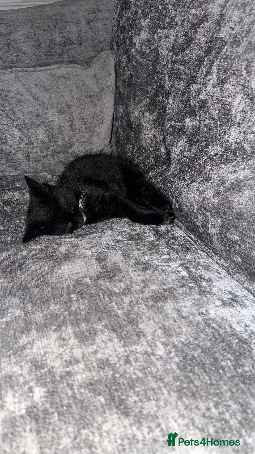 Mixed Breed cats for sale: Kitten for re homing £25 - Image 1