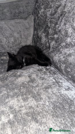 Mixed Breed cats - Advert 2