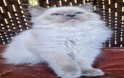 Ragdoll cats for sale: A Unique Ragdoll Kitten Waiting for a Loving home  - Image 14