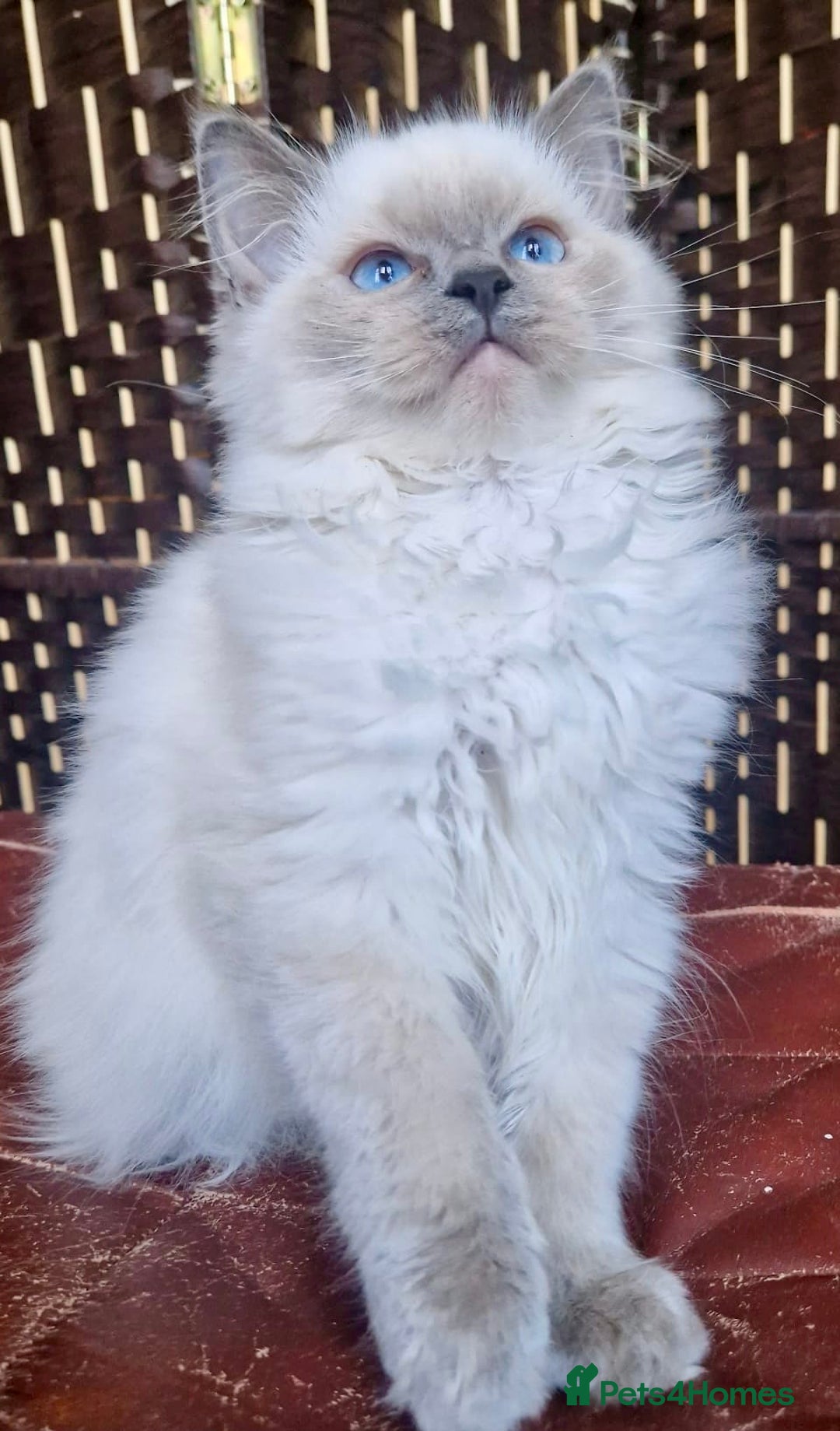 Ragdoll cats for sale: A Unique Ragdoll Kitten Waiting for a Loving home  - Image 14