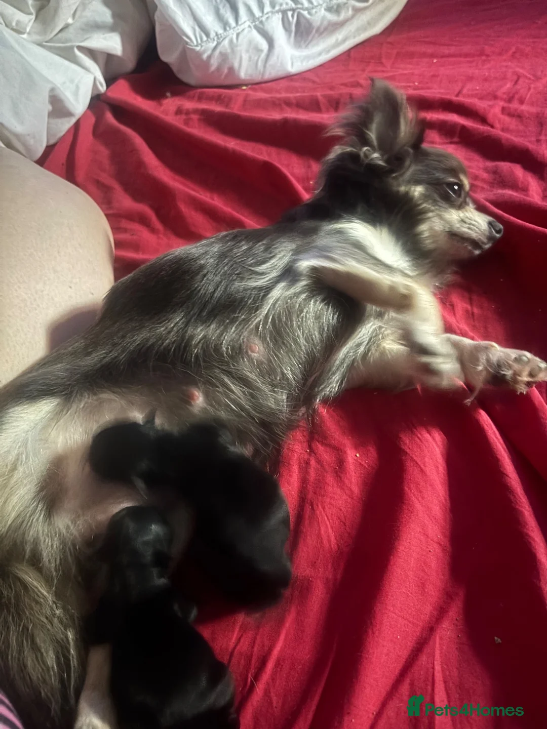 Chihuahua dogs for sale: Beautiful Long-Haired Chihuahua Girl 💕 - Advert 3