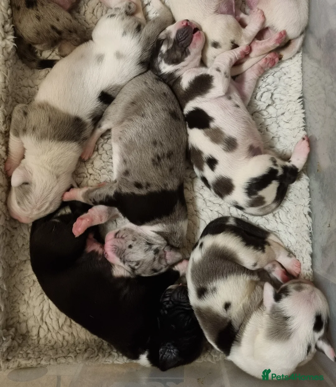 Great Dane dogs for stud: KC Reg - Proven, health tested stud  in Wisbech - Advert 9