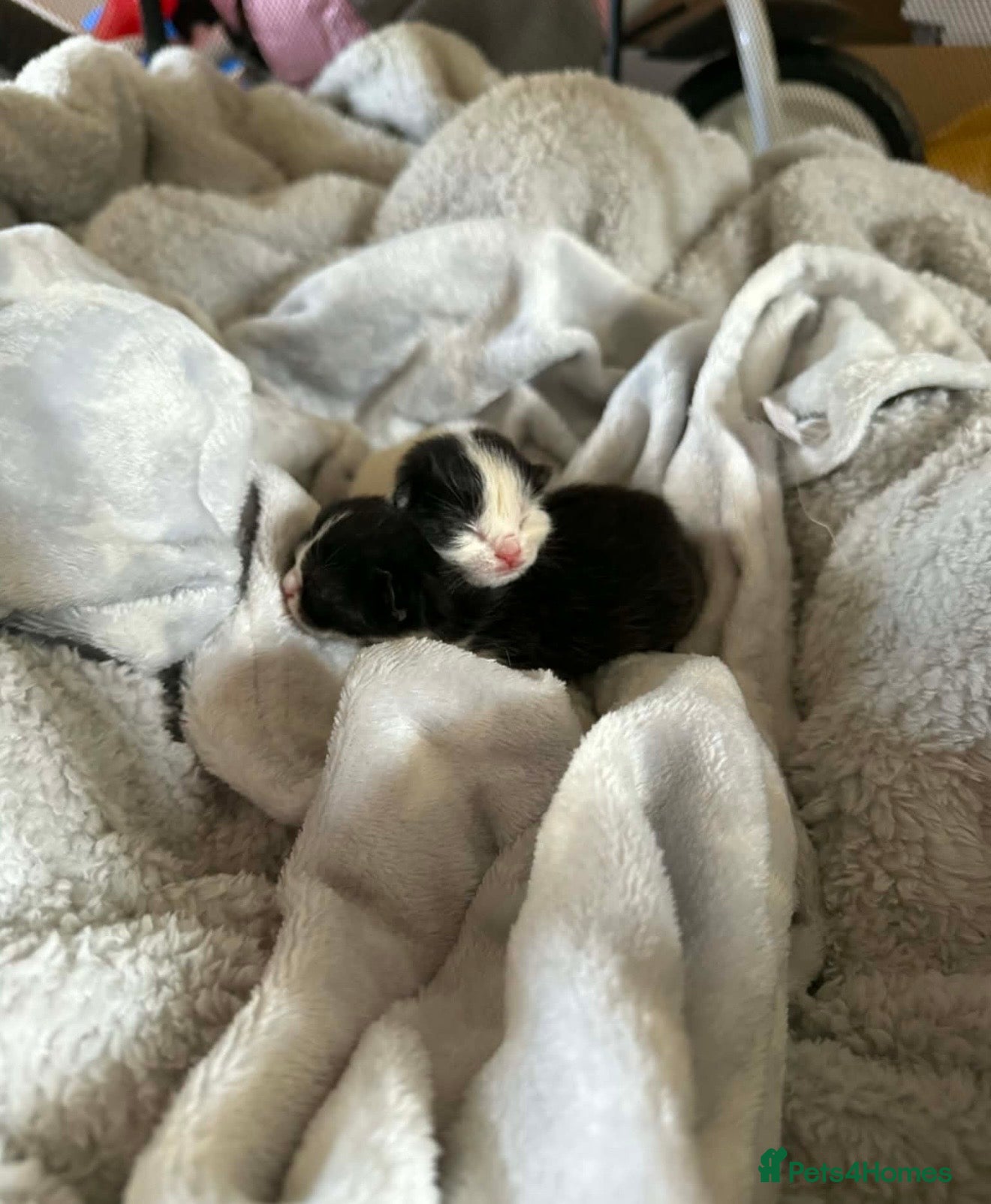 Mixed Breed cats 2 Beautiful Ragdoll Cross Kittens Ready Soon - Advert 6