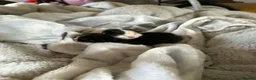 Mixed Breed cats for sale: 2 Beautiful Ragdoll Cross Kittens Ready Soon in Preston - Advert 1