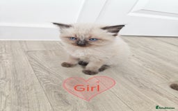 Siamese cats for sale: 🐾 Beautiful Half Siamese Kittens Ready Soon 🐾 - Image 2