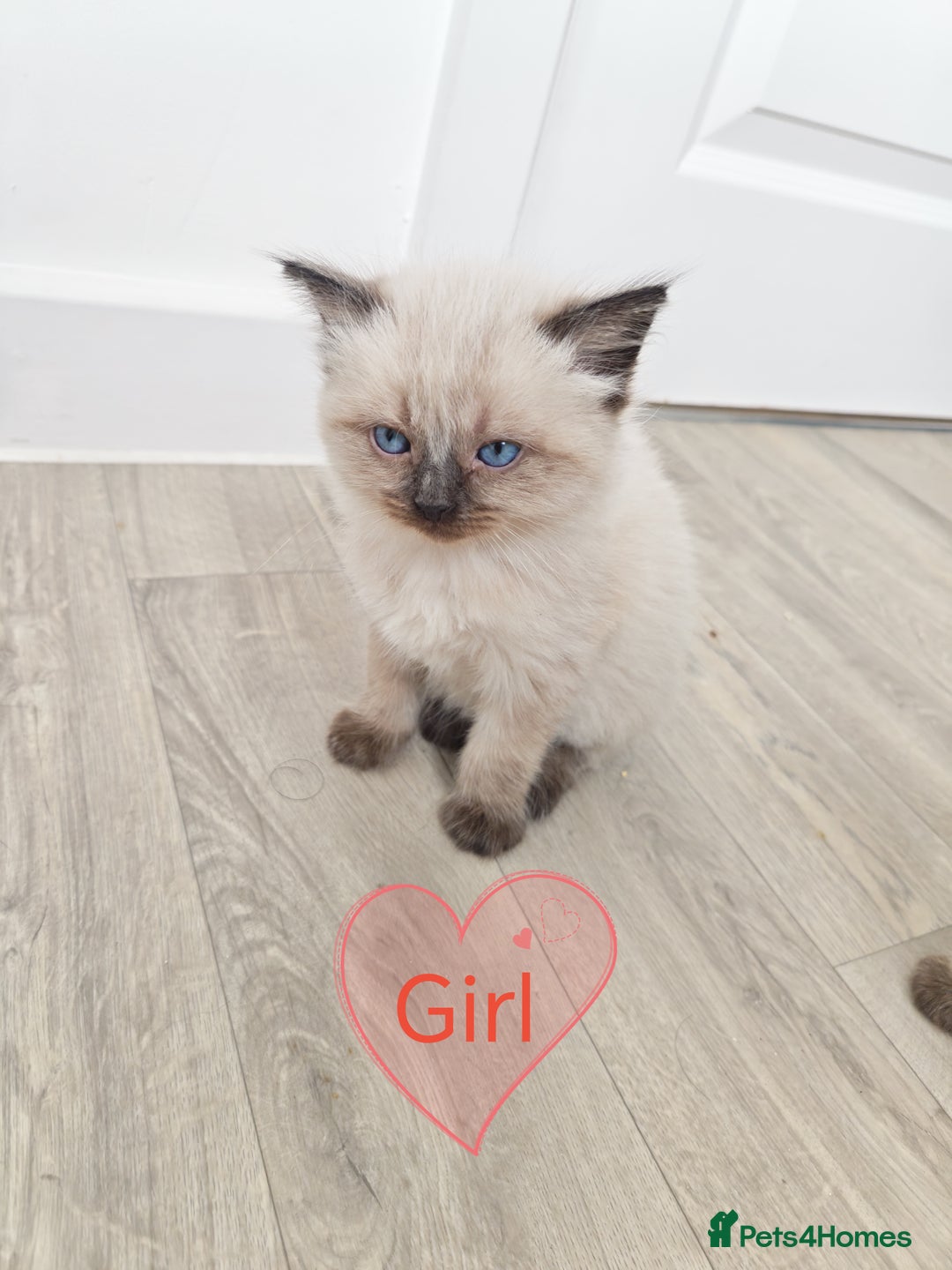 Siamese cats for sale: 🐾 Beautiful Half Siamese Kittens Ready Soon 🐾 - Image 2
