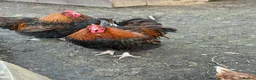 Chickens poultry for sale: 3x gold laced Orpington cockerels - Advert 5