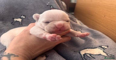French Bulldog dogs - Advert 12