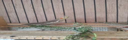 Cockatiels birds for sale: Pair of cockatiels in Daventry - Advert 4