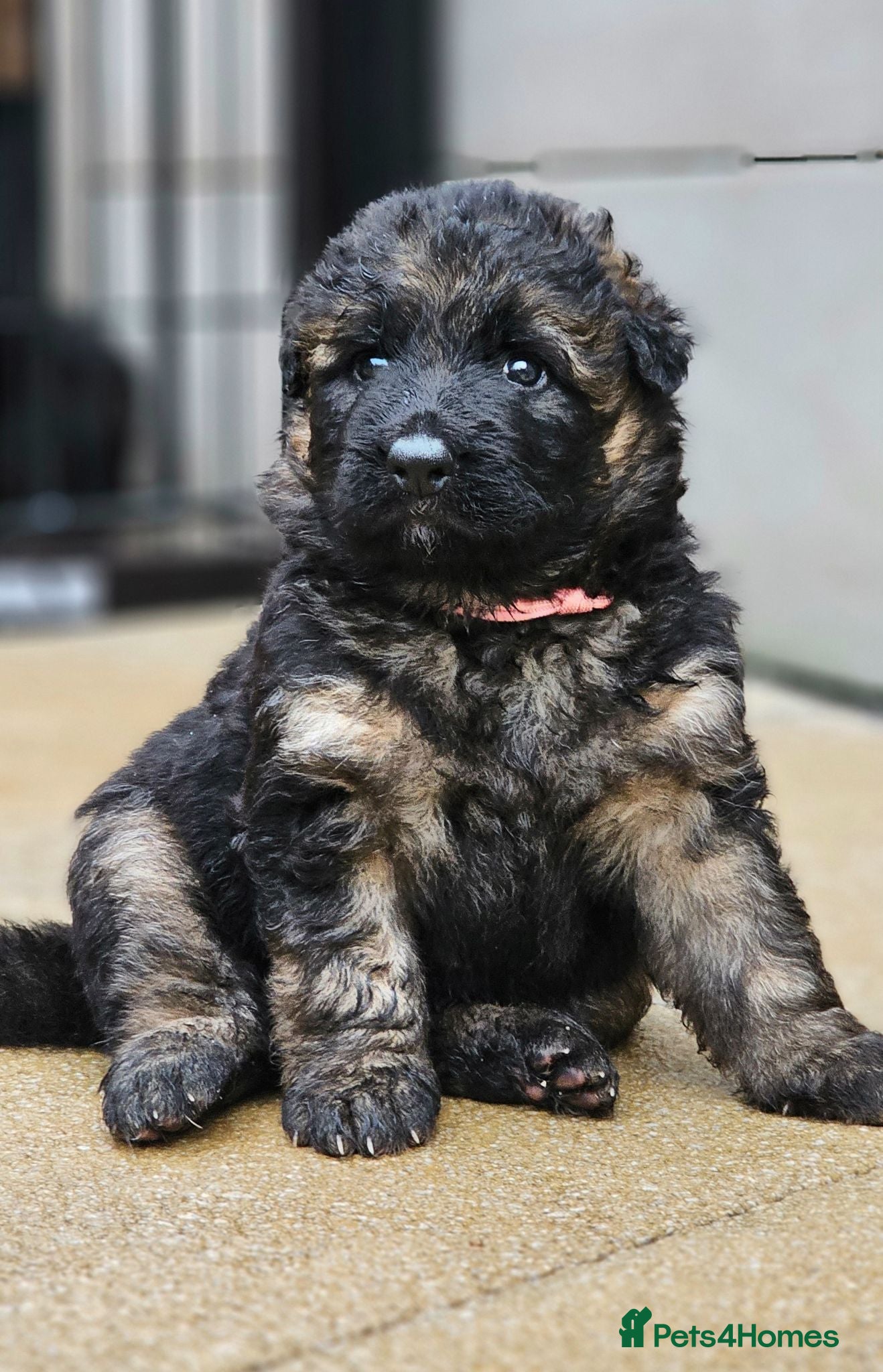 German Shepherd dogs Long Coat GSD black & tan  - Advert 1