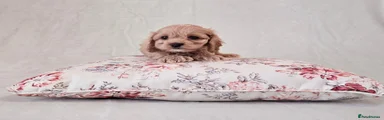 Cockapoo 3