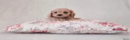 Cockapoo dogs for sale: Toy Teddy Bear Cockapoo Puppies - Advert 13
