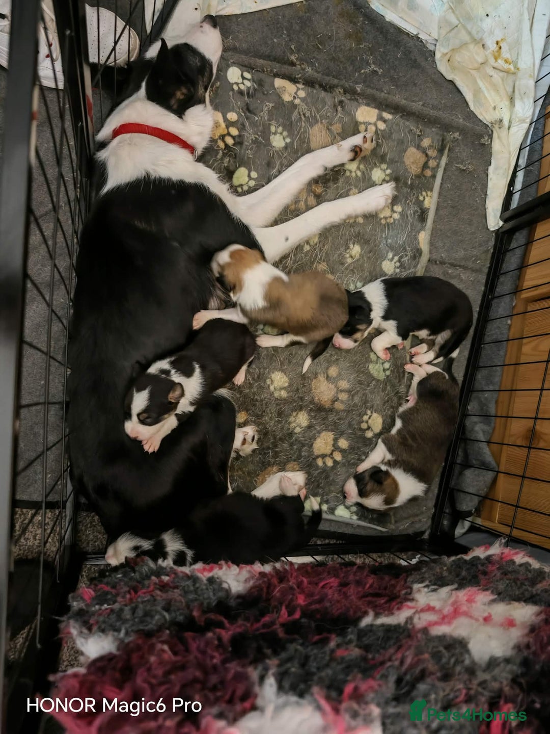 Border Collie dogs for sale: Border Collie Puppies  - Advert 1