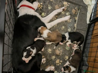 Border Collie dogs Border Collie Puppies - Advert 1